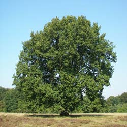 Quercus robur